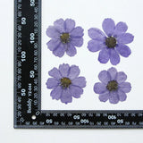 12PCS Real Pressed Dry dyed violet Garden Cosmos flower for art, craft FSS59 #13 Dried Flower