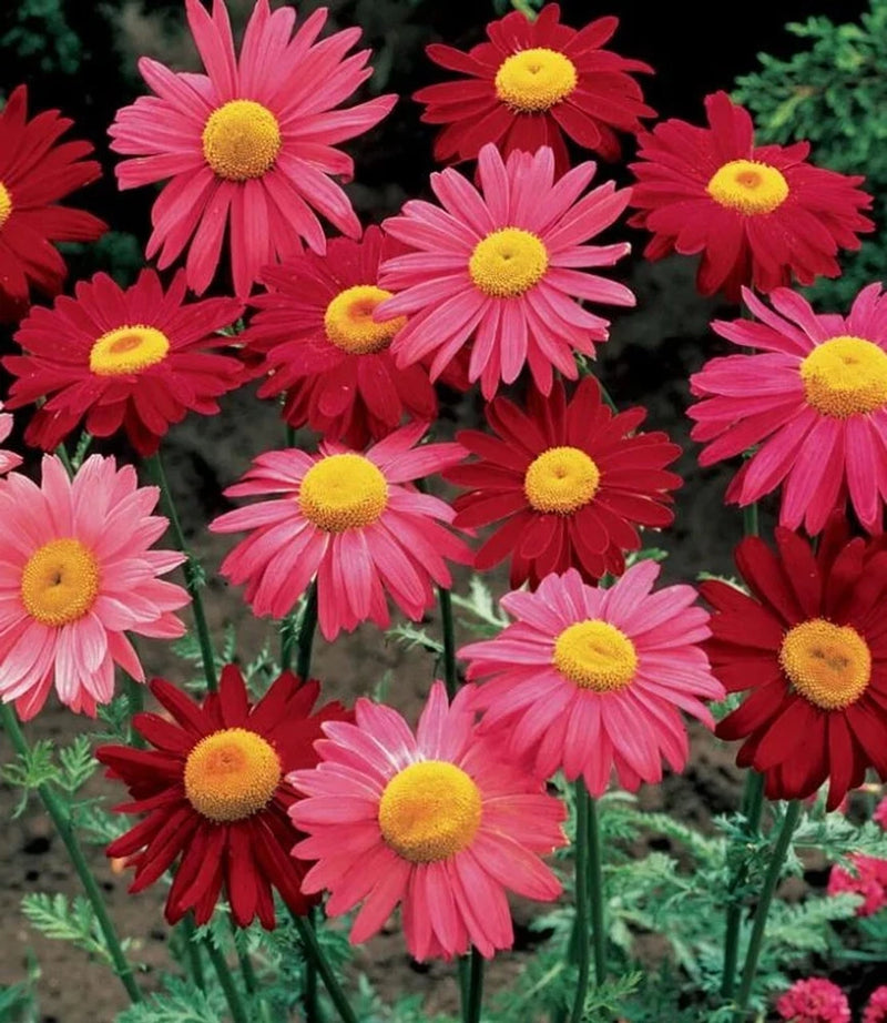 200+ Robinsons Giant Mix Painted Daisy Seeds for Garden - USA - FREE SHIPPING! Garden Plants
