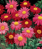 200+ Robinsons Giant Mix Painted Daisy Seeds for Garden - USA - FREE SHIPPING! Garden Plants