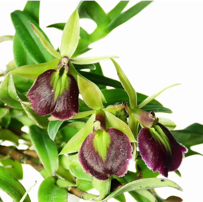 Ruby red and burgundy orchid flowers with green centers on leafy green plant