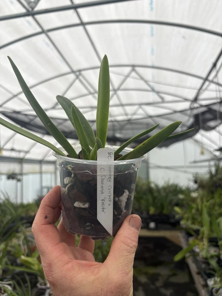 Potted hybrid orchid plant in small clear pot with green leaves and label