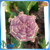 Gymnocalycium mihanovichii Day dream Home Garden beautiful plants Garden Plants