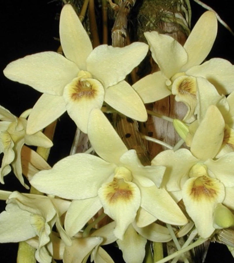Golden lip dendrobium orchid cluster with pale yellow flowers and yellow throats