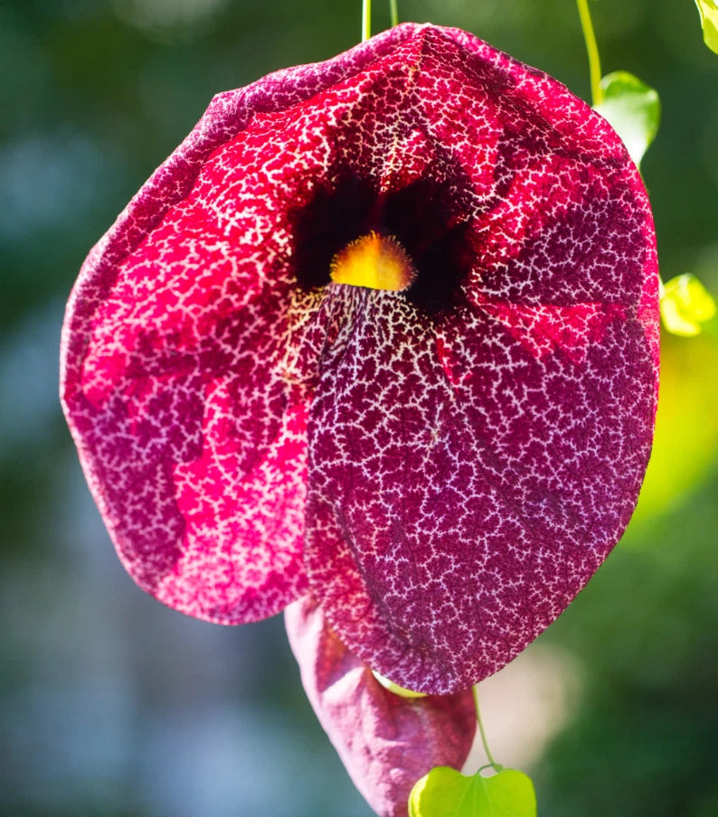Pipevine calico flower plant with large magenta speckled bloom and orange center
