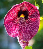 Pipe Vine Plant Pipevine Calico Flower Plant RARE ORCHID 4-8"Tall Orchids