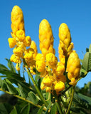 Cassia alata, Candlestick Bush, King of The Forest, Candle Tree - 30 Sementes Flowering Plants