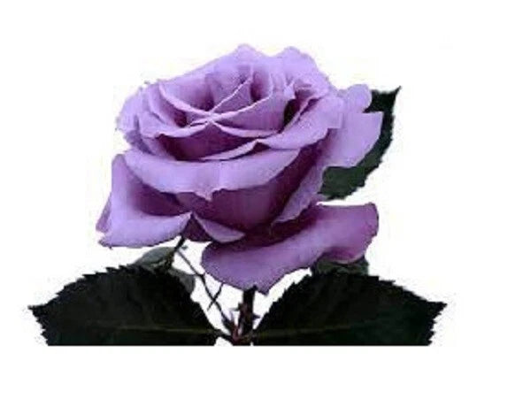 Lavender rose cutting with green leaves and a purple bloom