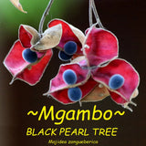 ~BLACK PEARL TREE~ Majidea zanguebarica VERY RARE Live Sml potted Plant Flowering Plants