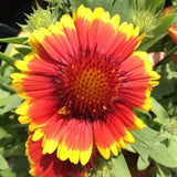 Gaillardia Blanket Flower Garden Seeds 100+ USA SELLER FREE SHIPPING PERRENIAL Garden Plants