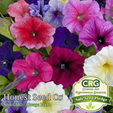 Dwarf Petunia Seeds MIX Colors | Non-GMO | Fresh Flower Garden Seeds BULK Garden Plants