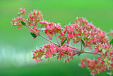 20 Common HENNA Mehandi Dye Plant Lawsonia Inermis Tattoo Flower Tree Seeds Flowering Plants