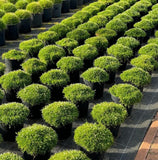 Irish Moss 250-5,000+ Seeds (Sagina subulata) Pearlwort Green Plant