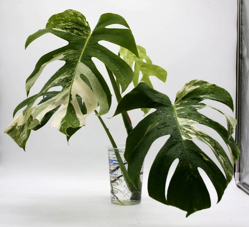 Monstera Albo Borsigiana Variegated Top Cutting Rooted Green Plant