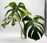 Monstera Albo Borsigiana Variegated Top Cutting Rooted Green Plant