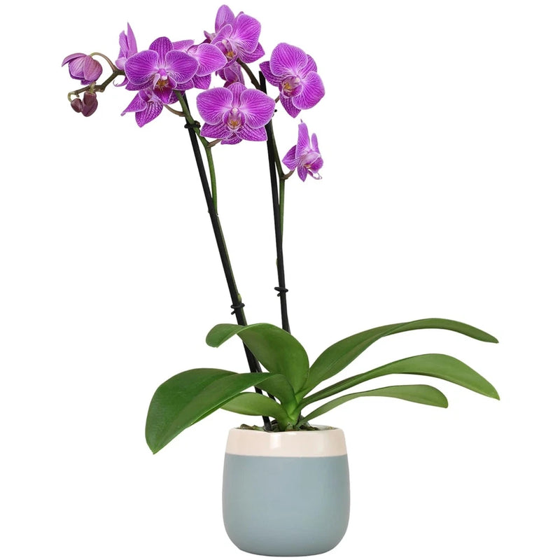 Gorgeous Phalaenopsis Orchid Plant in Blue & White Pot Ð Low Maintenance Beauty Orchids
