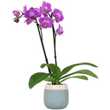 Gorgeous Phalaenopsis Orchid Plant in Blue & White Pot Ð Low Maintenance Beauty Orchids