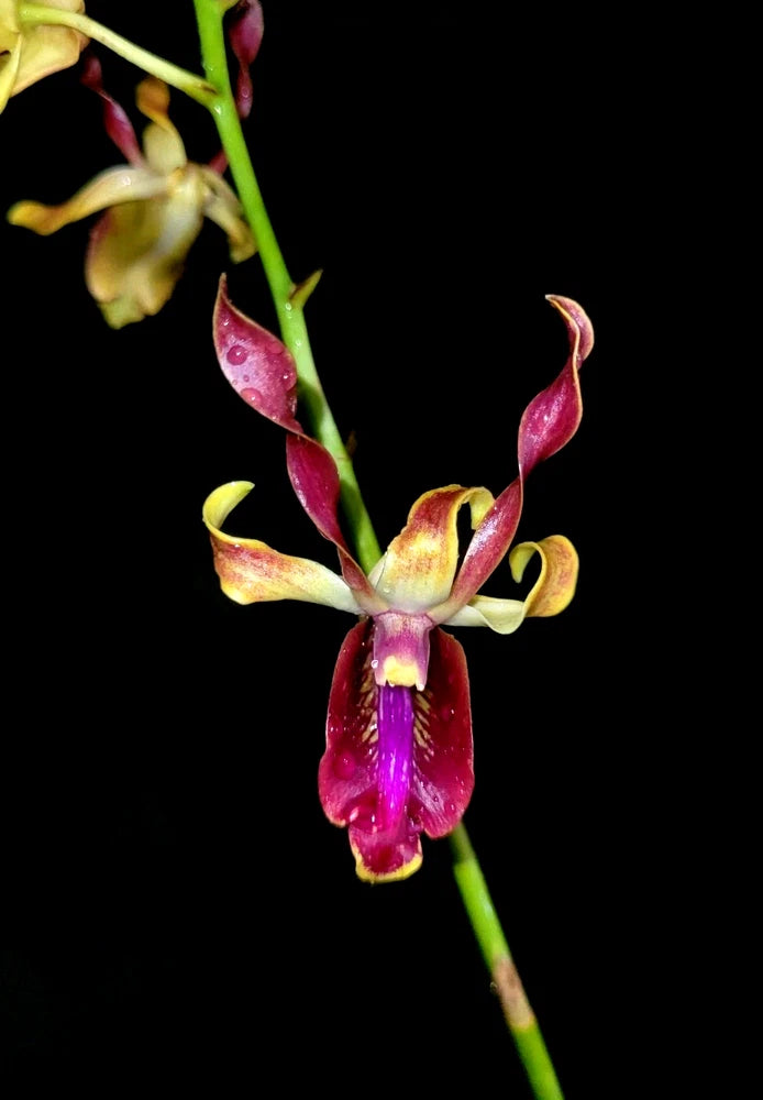 Dendrobium orchid with magenta and yellow blooms on green stem