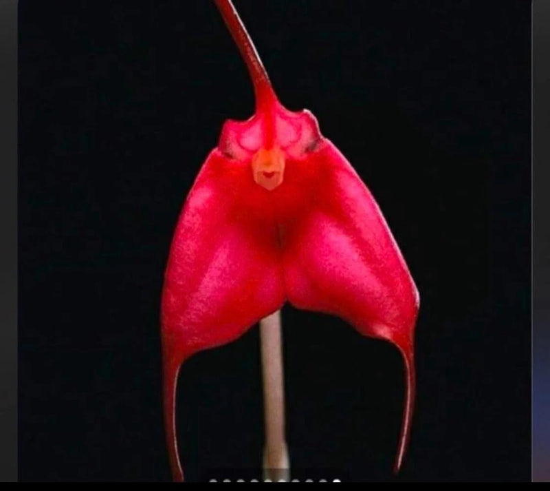 Masdevallia orchid 4 inch in pot Orchids