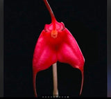 Masdevallia orchid 4 inch in pot Orchids