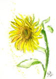 Sunflower Painting Floral Original Watercolor Flower Artwork 12x8 Sunflower