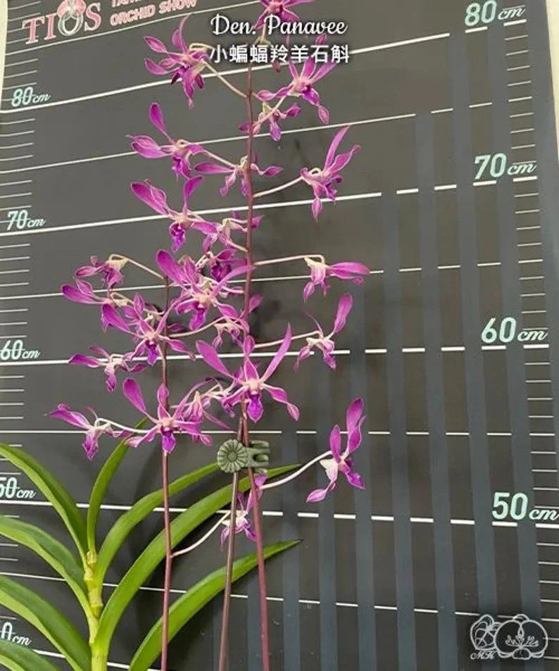 Den. Panavee orchid plant with small pink flowers on tall stems