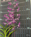 Beginner friendly - Den. Panavee, lovely flowers, easy to grow, mature plant Orchids