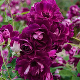 Burgundy Iceberg Rose Seeds - Pack 30 Seeds - Rose Flower Gardening Garden Plants