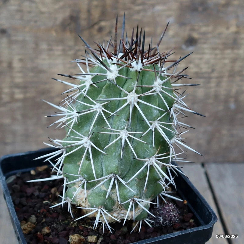 Green echinata cactus in a black pot, round form with long white spines