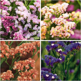 1000+ Mix Statice Pastel Seeds for Planting Outdoors-Annual Limonium Sinuatum Be Garden Plants