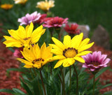 GAZANIA GARDEN LEADER MIXED COLORS Gazania Rigens - 200 Bulk Seeds Garden Plants