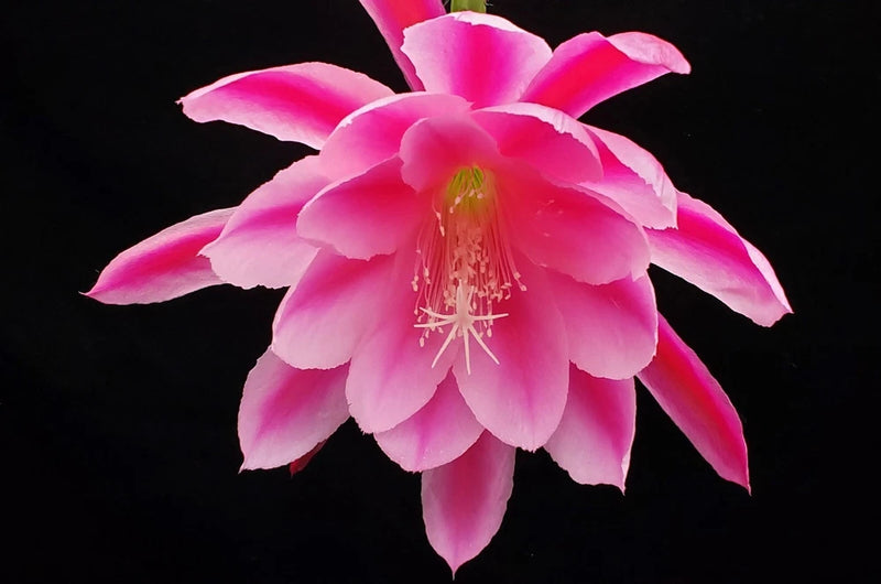 Epiphyllum Grand Baroque rooted cutting with large pink orchid cactus flower