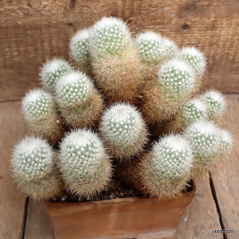 Potted MaMa cactus plant with small round green spiny clusters in a terracotta pot