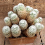 A2739 THELOCACTUS MACDOWELLII pot16-H19-W28 cm MaMa Cactus Green Plant
