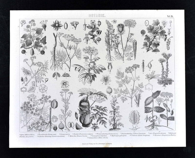 1874 Bilder Botanical Print Hydrangea Currant English Ivy Ferula Anise Botany et Hydrangea
