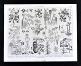 1874 Bilder Botanical Print Hydrangea Currant English Ivy Ferula Anise Botany et Hydrangea