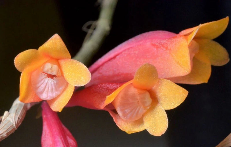 Pink and orange orchid flowers with yellow petals and curved stem