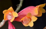Dendrobium chrysopterum x  lawesii   Orchid ( Dendrobium Jacquie Stocker) LAST 1 Orchids