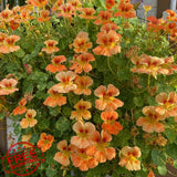 Mixrug 300pcs Nasturtium Seeds Rare Climbing Flower Garden Plants Garden Plants