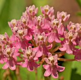 2,000 ASCLEPIAS INCARNATA Seeds (Swamp Milkweed) Perennial Garden Flower Seeds Garden Plants
