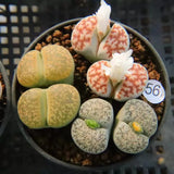 6PCS 2.5-3CM Succulent Plant Lithops N.E.Br_Mixed Colors_Aizoaceae Home Garden Garden Plants