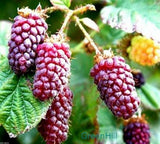 Vancouver Island Tayberry Plant - 20 Seeds- Crossbreed of Raspberry & Blackberry Green Plant