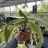 OrchidSourceª VANDOPSIS gigantea (Not inBloom, NOT inSpike) As Is Orchids