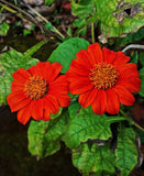 50 MEXICAN SUNFLOWER TORCH Tithonia Rotundifolia Flower Seeds *Flat S/H Sunflower