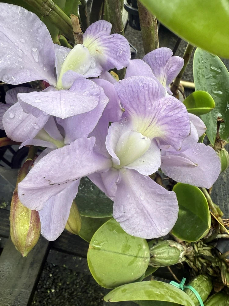 ORCHID PLANT  Cattleya 2 stems bare root Orchids