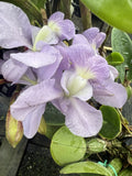 ORCHID PLANT  Cattleya 2 stems bare root Orchids
