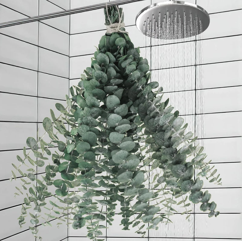 Dried eucalyptus stems with round gray-green leaves, bundled for home decor