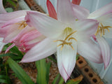 Crinum Lily, Mrs. James Hendry, medium-size bulb, RARE Garden Plants