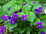 Native American Violet Viola Sororia (10) Rhizomes Edible ground cover Flowering Plants
