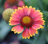 100 Blanket Flower Gaillardia seeds, Native Wildflower organic, FREE S/H Flowering Plants