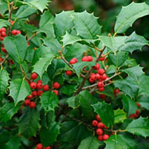Holly bush with glossy green leaves and bright red berries